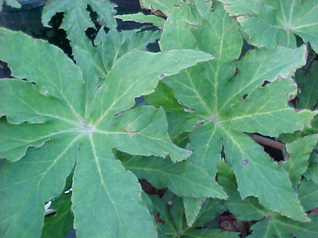 B. ‘Palmgarten’